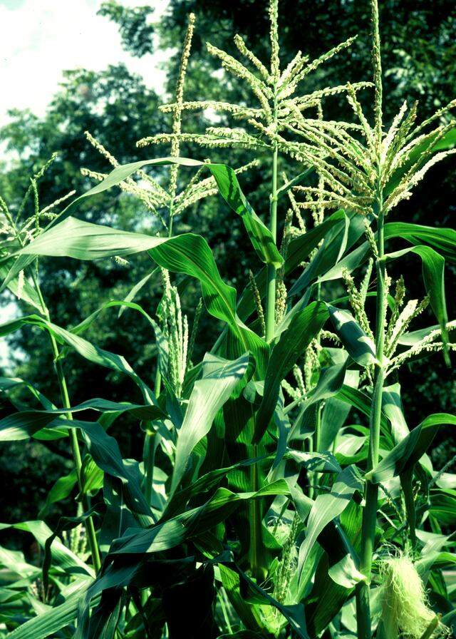 Corn pollen is carried from by wind from tassels to silks. It requires large-block plantings.